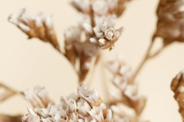 The Brazilian Secret to Feeling More Alive Every Day