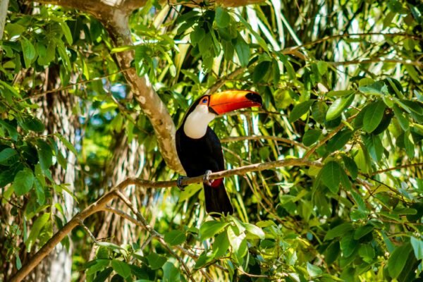 From Rainforests to Coastlines: Why Brazil Feels Like Many Worlds